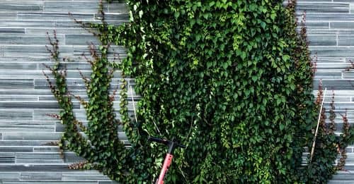 Modern electric scooter parked on sidewalk near brick wall and green plant on street in daytime