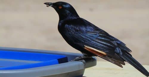 Selective Focus Photo of Black Raven on Plastic Container