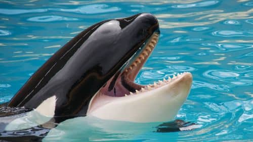 Orca