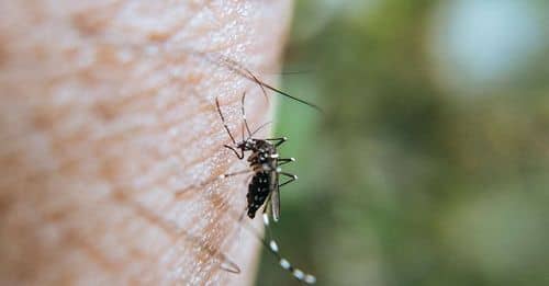 Picaduras de mosquitos del dengue: síntomas y qué hacer