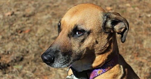 Rescatan a perro maltratado en Medellín tras denuncias de la comunidad