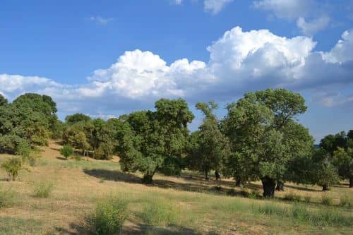 Ruta de senderismo por el Bosque de la Herrería: naturaleza e historia cerca de Madrid