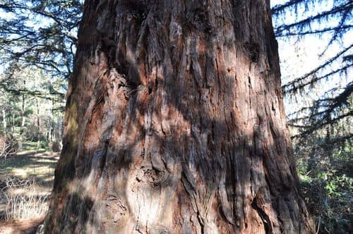 Secuoya gigante