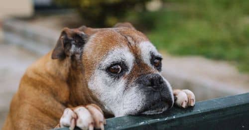 Tragedia en La Guajira: anciano muere tras ataque de su perro pitbull