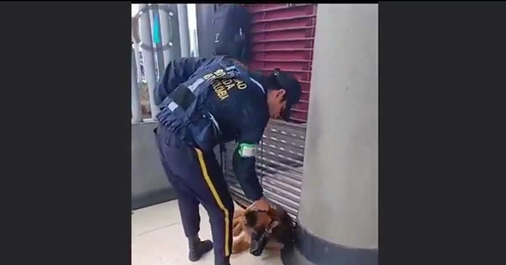 Maltrato a perros en Transmilenio