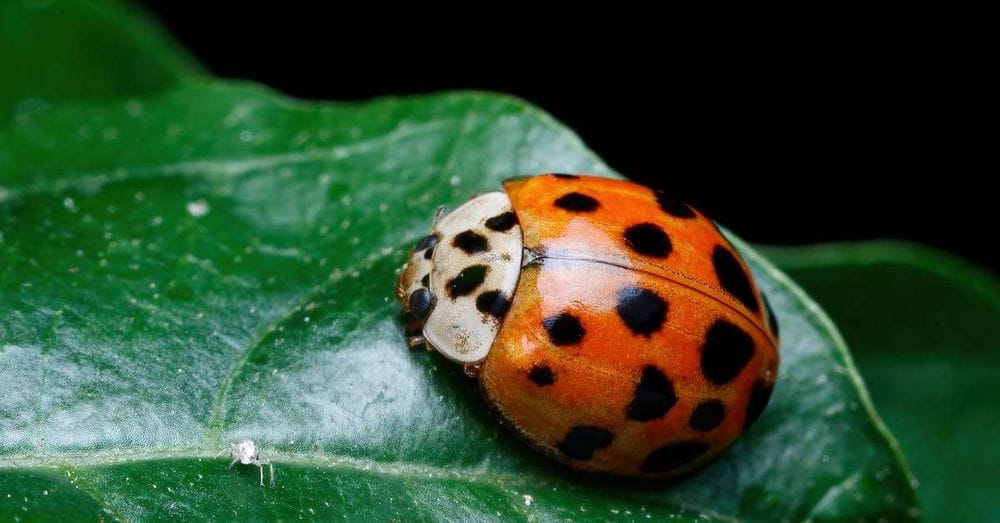 ANMAT prohíbe el uso de un repelente de insectos con citronela por falta de registro