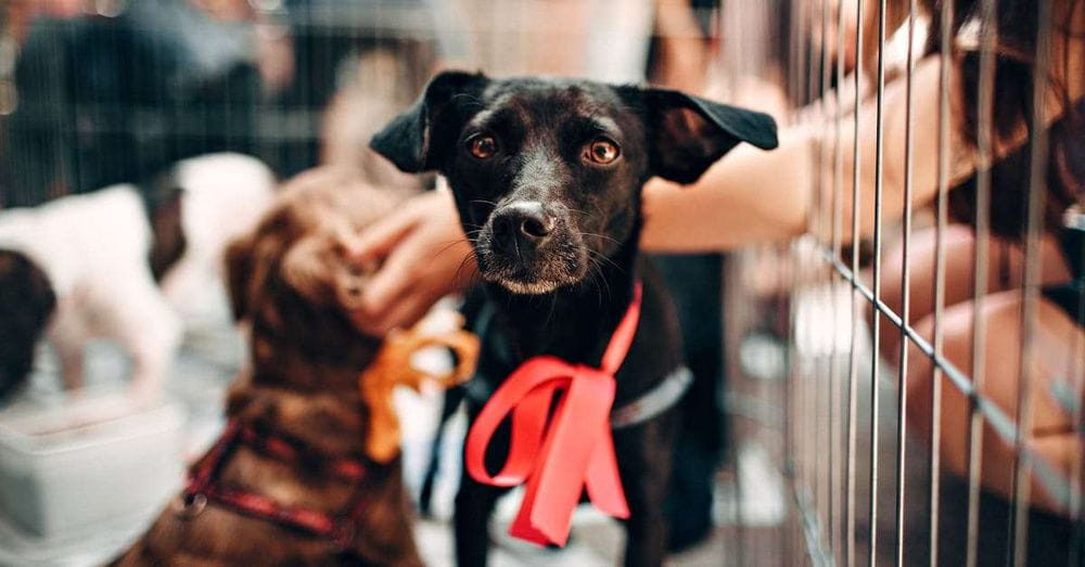 Comunidad rescata cachorros maltratados en Valle del Cauca