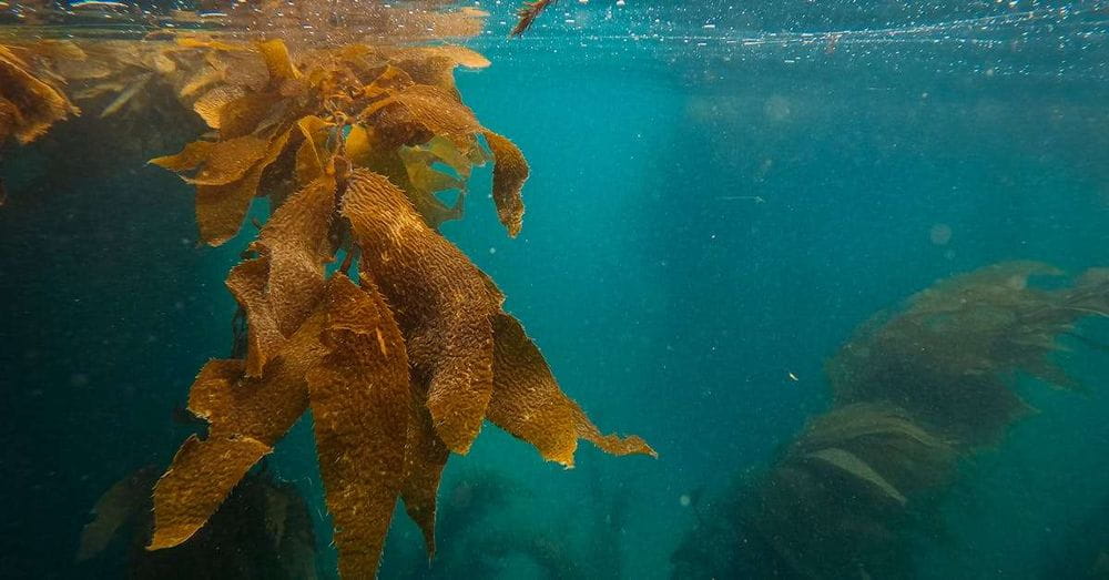 COP16: Cali se prepara para recibir a líderes mundiales y expertos en biodiversidad