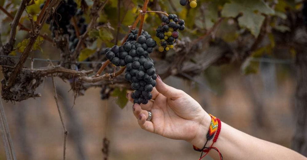 Descubre la magia de la vendimia nocturna en Rueda: ¡Experiencia única en Bodega Cuatro Rayas!