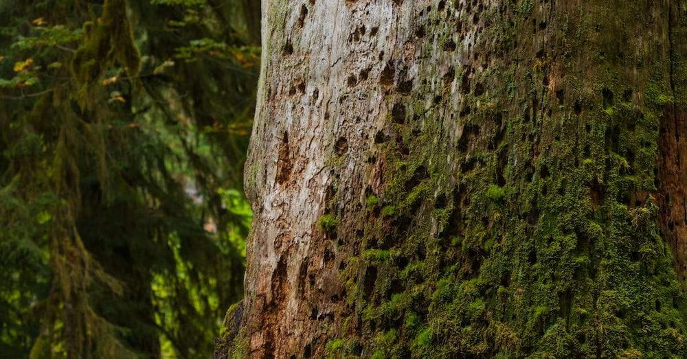 Descubrimiento de 16 especies de murciélagos hibernantes en México