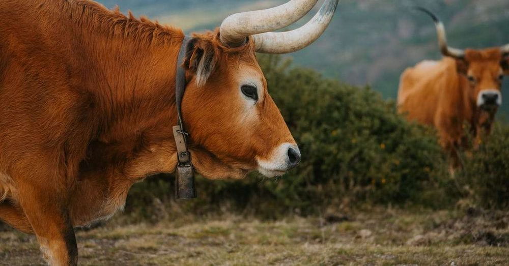 Dos vacas causan destrozos en un local comercial de Corinto, Cauca