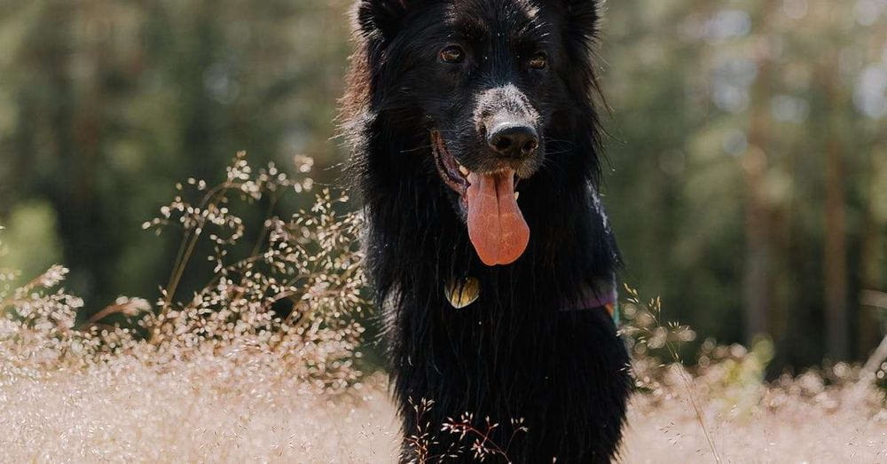 El emotivo rescate de King: el perro pastor que cuidó de una oveja y su cría