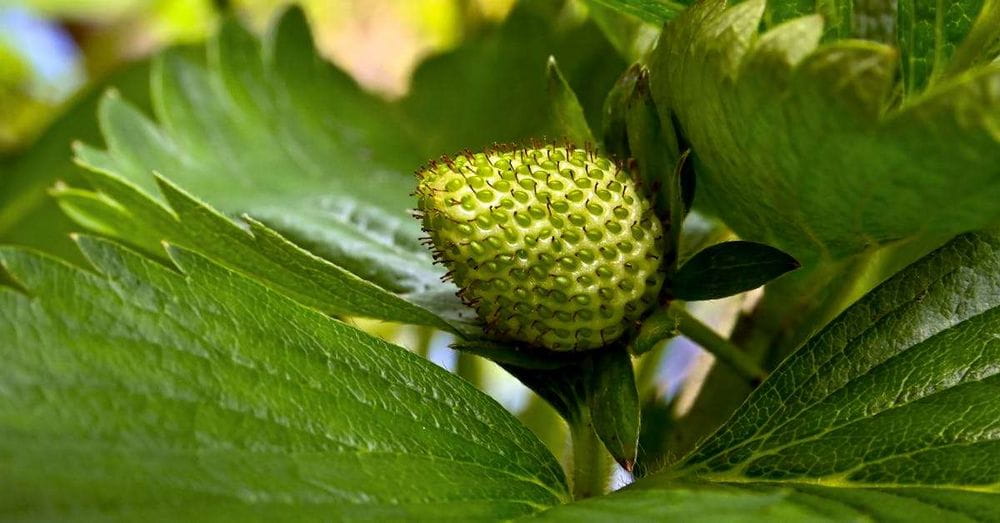 El higo blanco: Un tesoro nutricional al alcance de todos