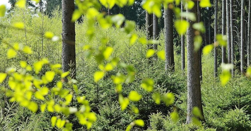 El Juzgado paraliza las obras de urbanización del bosque Montegancedo ante su alto valor ecológico