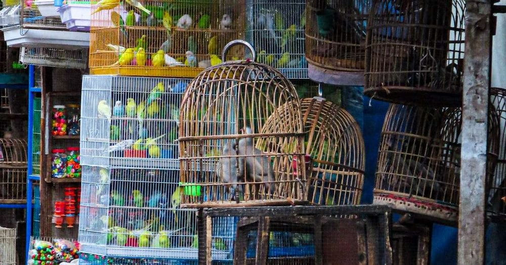 El pajarito despertador: Calopsita imita alarma para despertar a un joven