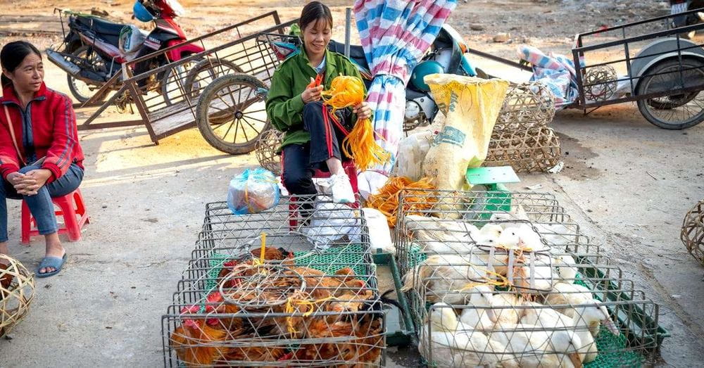 Escándalo en criadero de perros: denuncian maltrato y comercialización ilegal