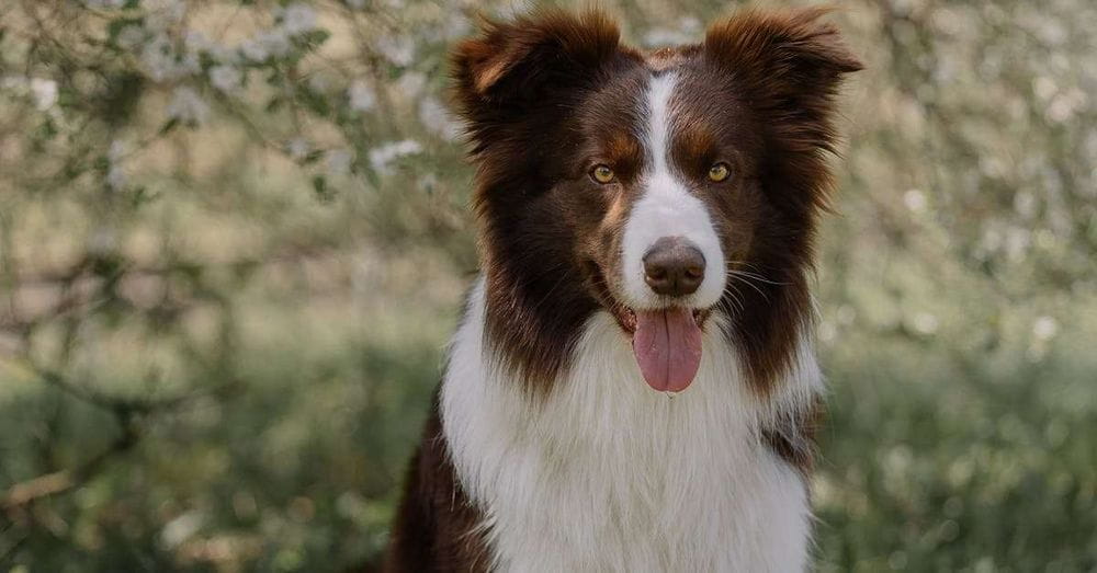 Fallece Akira, la "perrita alcaldesa" de Cali