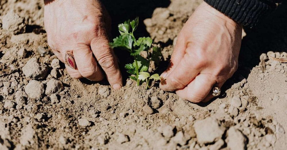 Finagro impulsa la sostenibilidad en el campo colombiano con 1,54 billones de pesos en créditos