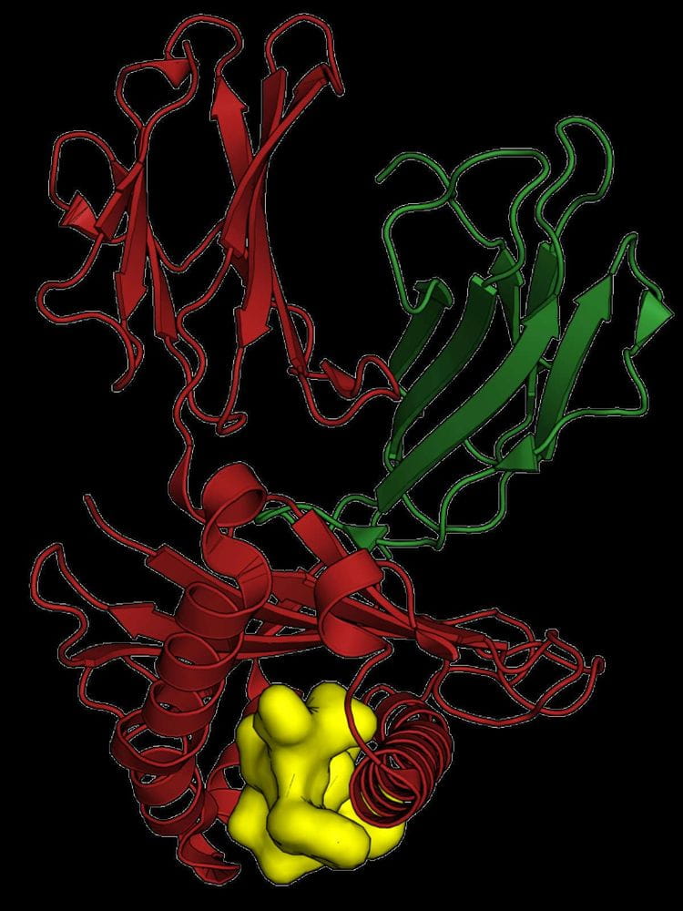 ImmunoGen