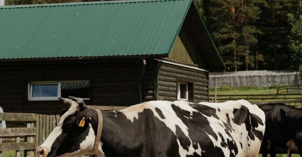 Insólito: Vaca "Voladora" Rompe Techo de Vivienda en Caldas