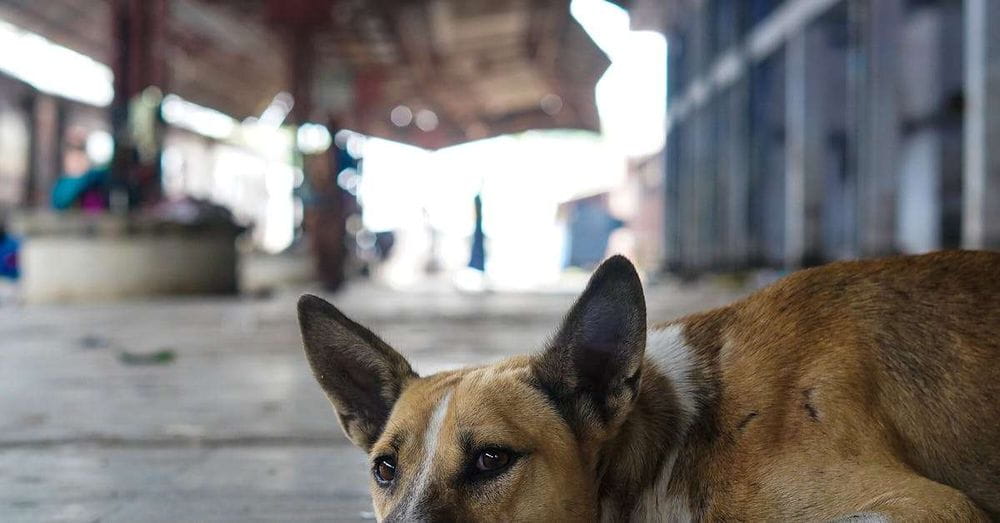 Joven muere atropellada por tren en Cajicá: ¿Intentaba rescatar a un perro?