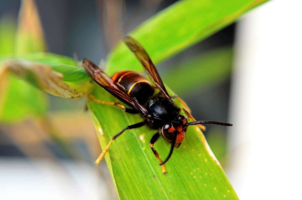 La Avispa Asiática: Peligro Para Las Abejas Y La Salud Humana