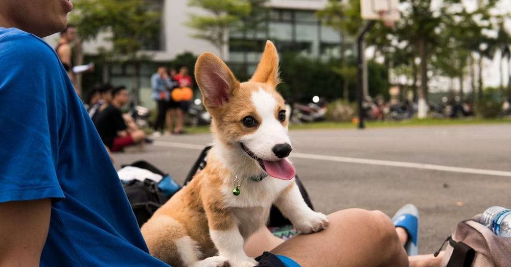 La comida para mascotas ya tiene IVA en México: SCJN