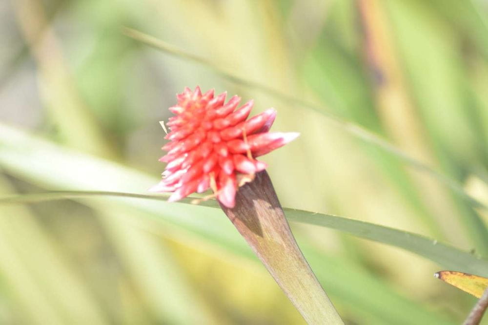 La Flor de Inírida: Símbolo de la Biodiversidad Colombiana en la COP16