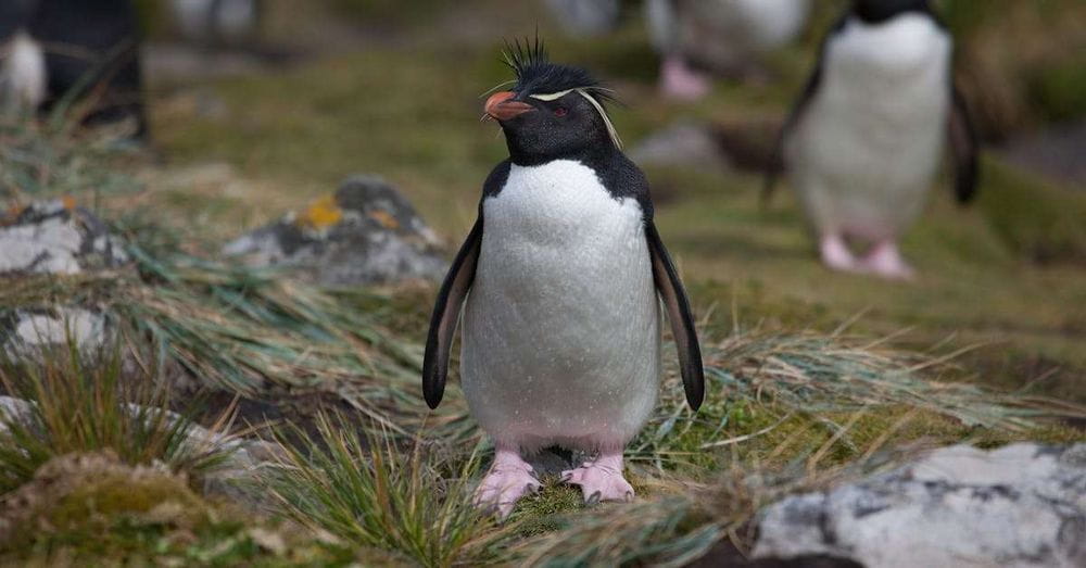 Las Islas Malvinas: un territorio disputado con una economía próspera