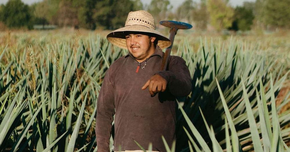 Los agricultores de Sinaloa ven en el frijol una opción más rentable que el maíz