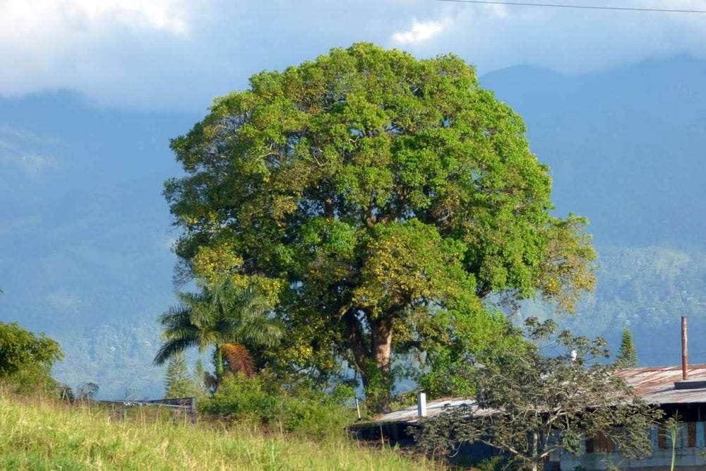 Masacre en Valledupar: cuatro personas asesinadas en el corregimiento de Caracolí