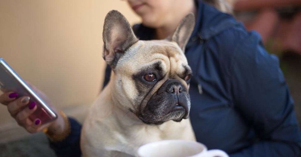 Moro, el bulldog francés robado, regresó a su hogar tras una intensa búsqueda