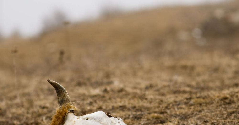 Muerte de animales en paro camionero: una tragedia evitable