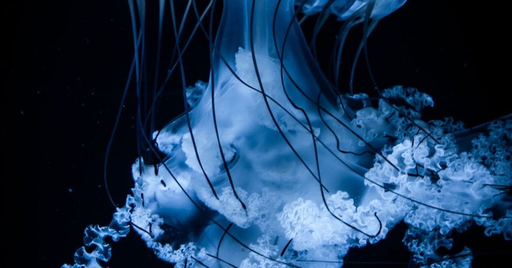 A Shot of Jellyfish in Dark Water 