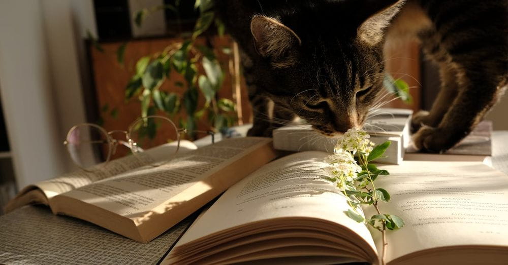 Photo of Cat Standing on Top of a Book