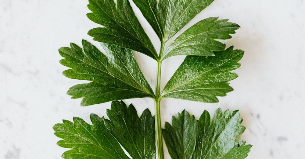 Green parsley on marble table