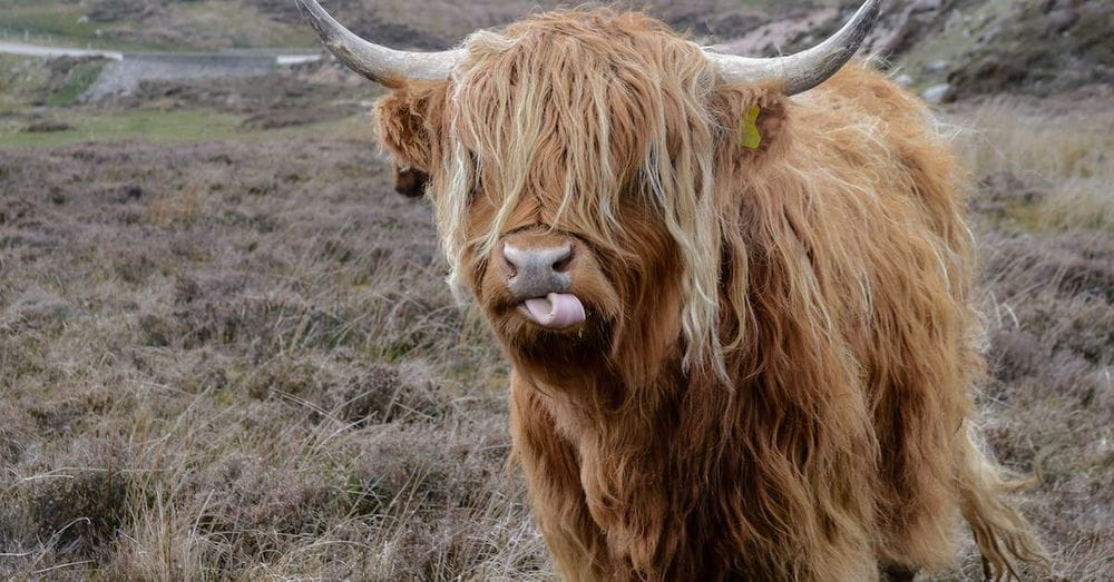 Brown Highland Cattle on Field of Grass