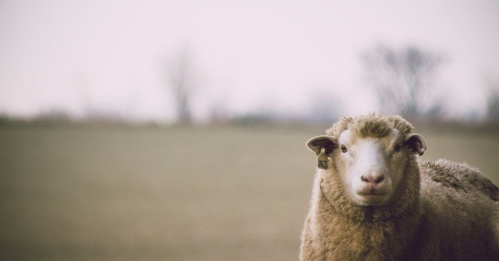 Shallow Focus Photography of Sheep