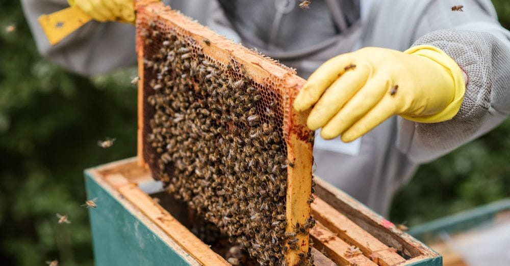 Crop farmer taking honeycomb from beehive