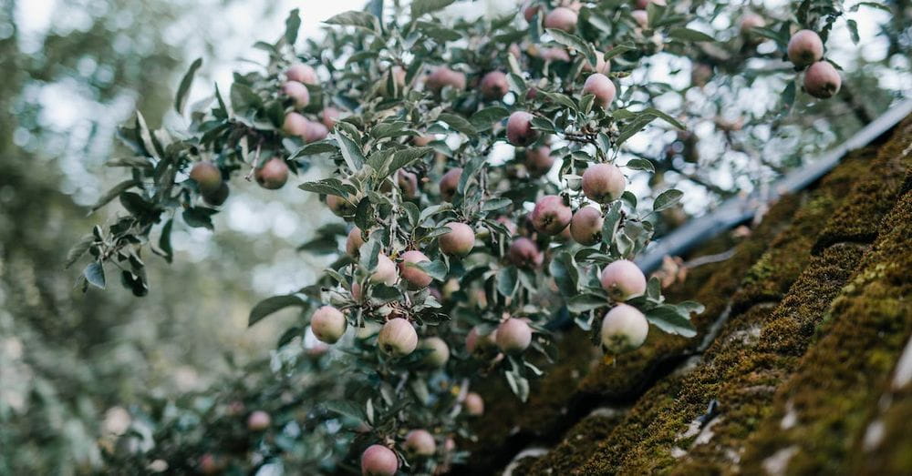 Branches of apples with green leaves in garden