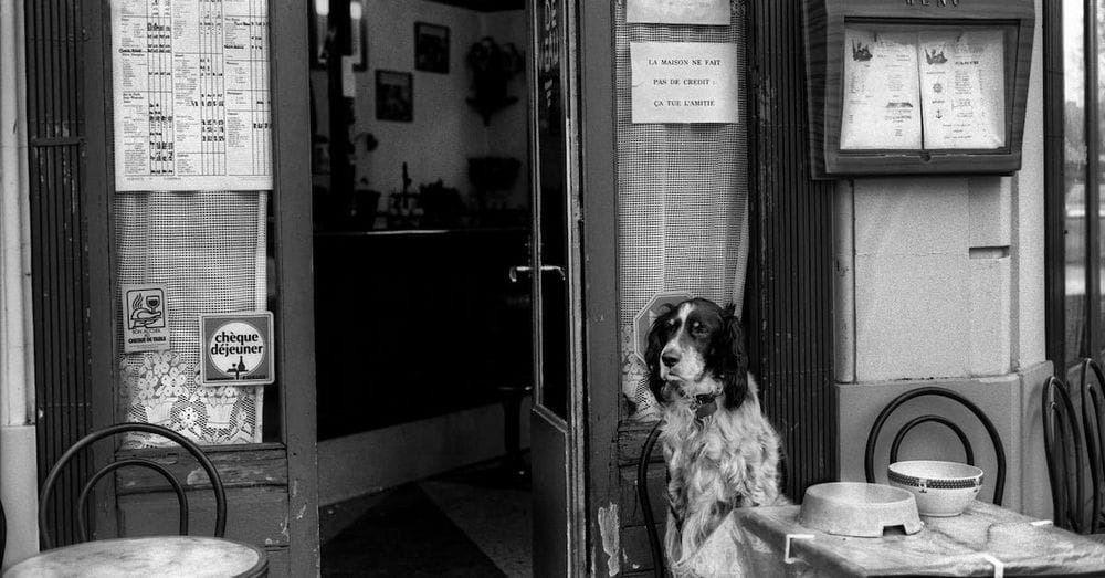 Dog sitting at table in cafe