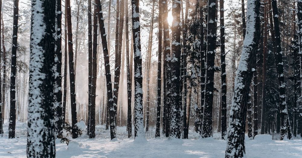 Woods Covered With Snow