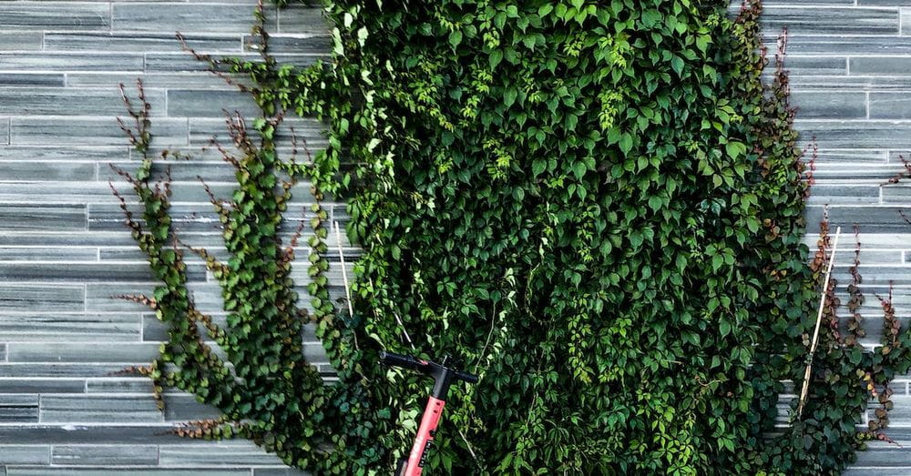 Modern electric scooter parked on sidewalk near brick wall and green plant on street in daytime