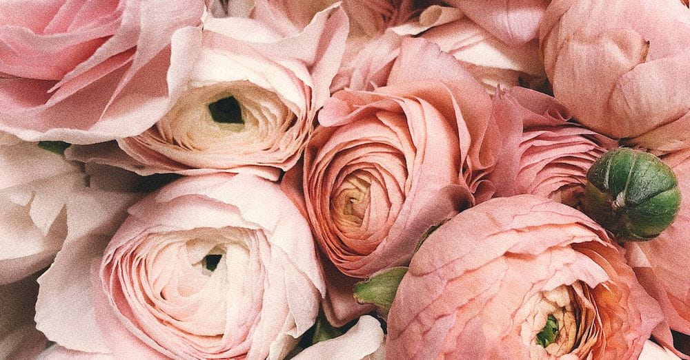 Close-up Photograph of Flowers