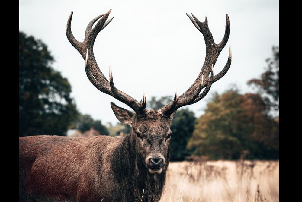 Ciervo - Venado - Animales