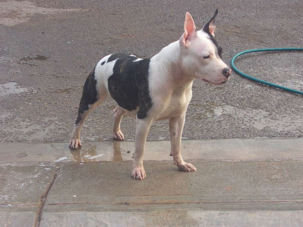 Pitbull ataca a niño de 10 años en Santander, causándole graves heridas