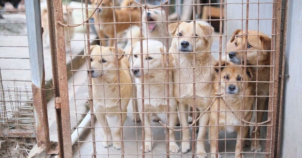 Polémica en Tepeji del Río por propuesta de eutanasia para perros callejeros