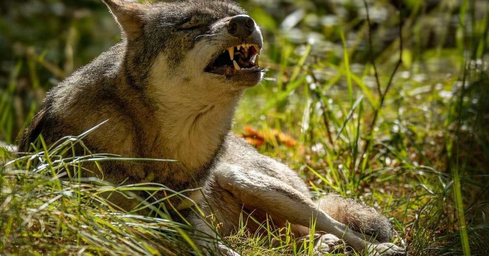 Rituales de la Luna del Cazador para atraer fortuna y abundancia