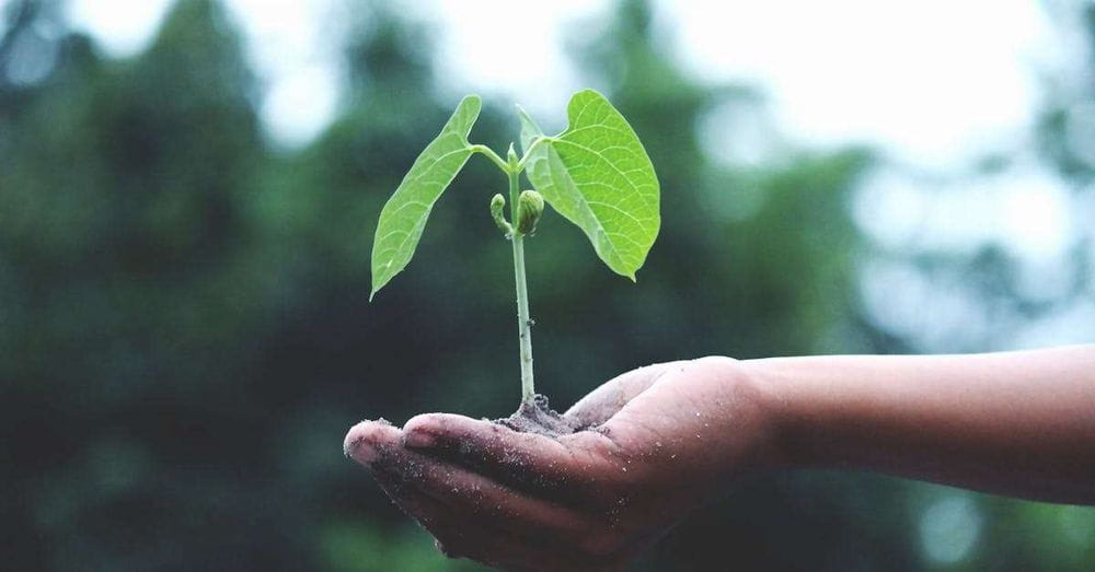 Siembran 10.000 manglares en Barranquilla para fortalecer ecosistemas costeros