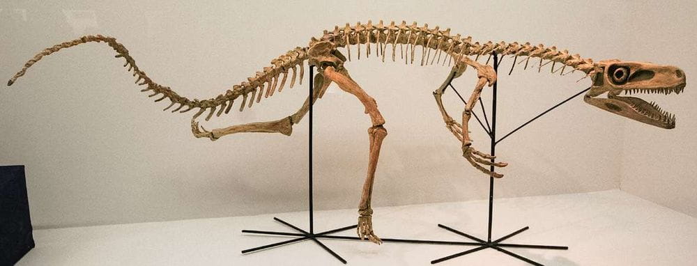 Staurikosaurus: El dinosaurio precursor en la evolución de los terópodos